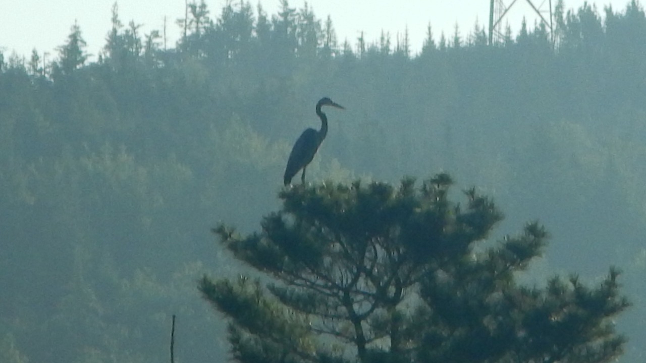 Photo of Others in Head of Jeddore