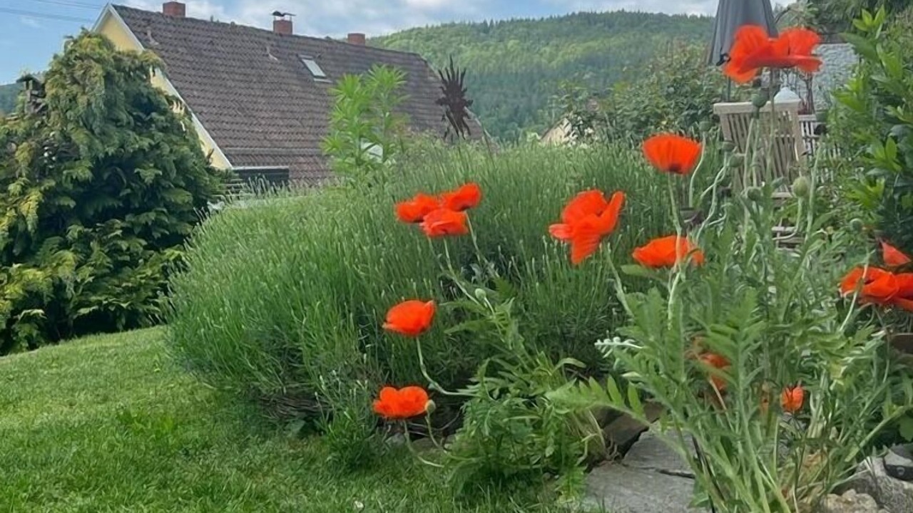 Photo of Outdoor in Fridingen an der Donau