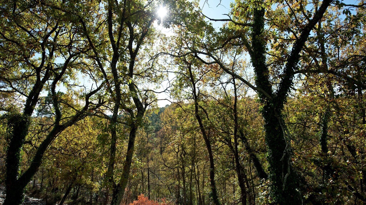 Photo of Others in Saint-Paul-en-Foret