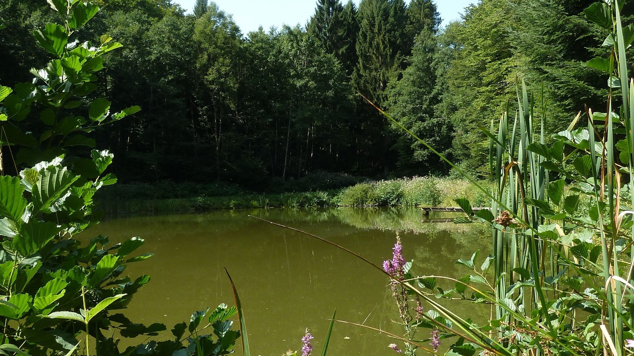 Photo of Others in Masevaux-Niederbruck