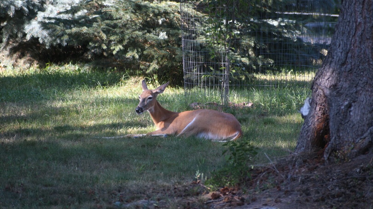 Photo of Others in Evergreen