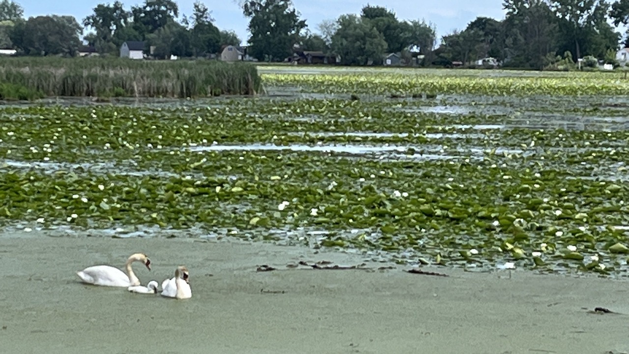 Photo of Others in Amherstburg