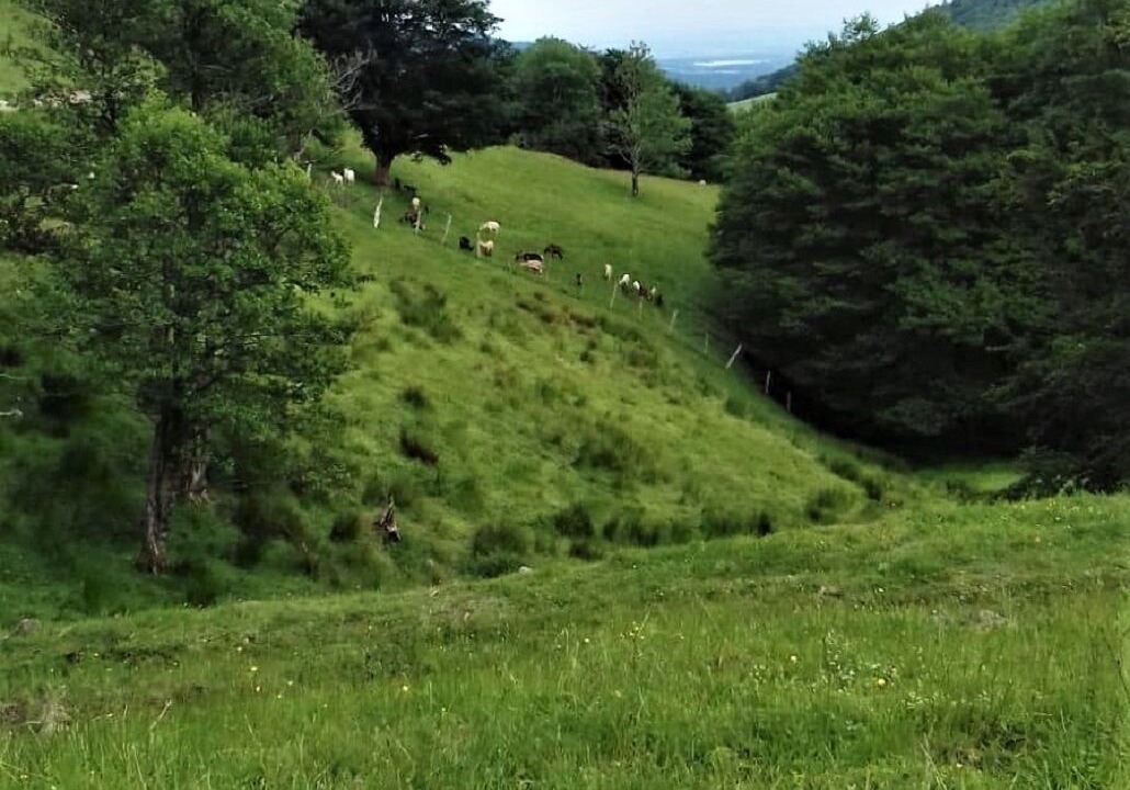 Photo of Others in Masevaux