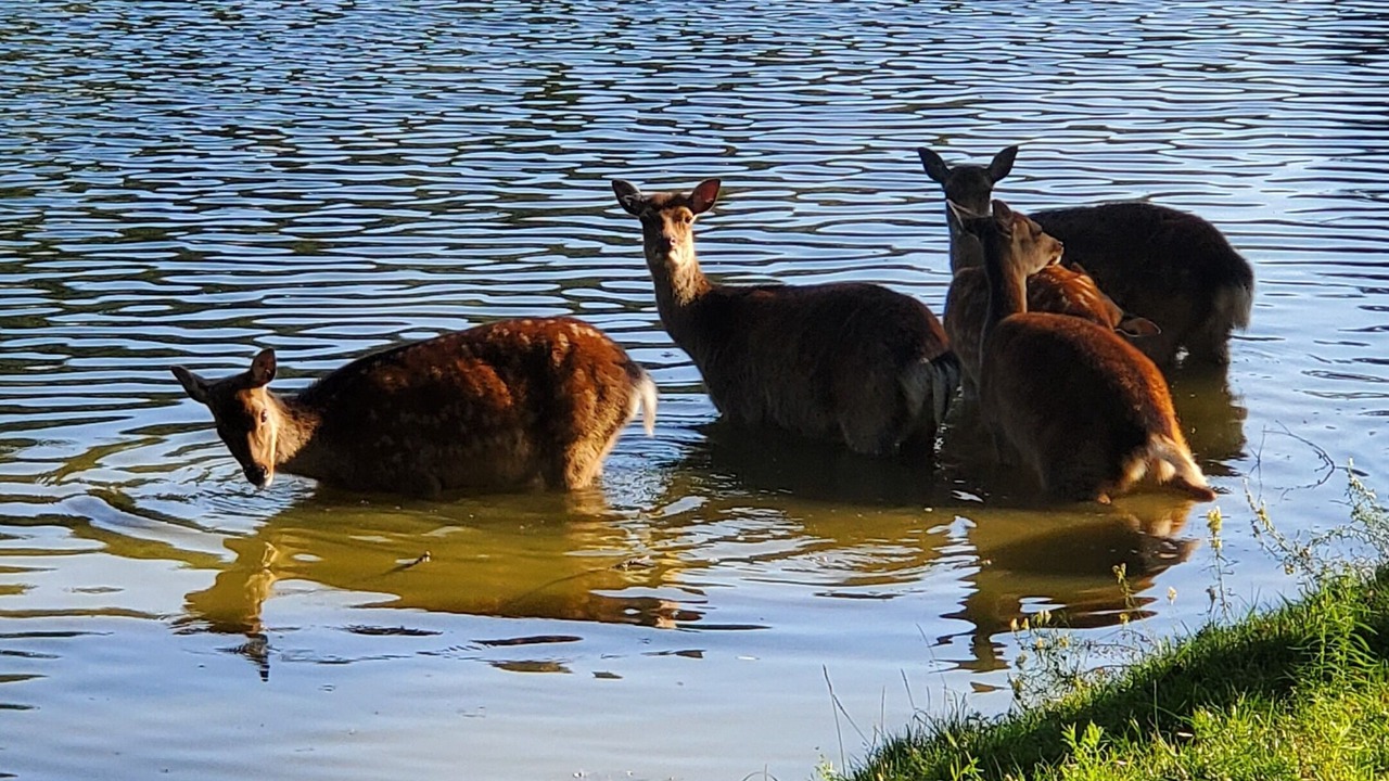 Photo of Others in La Petite-Pierre