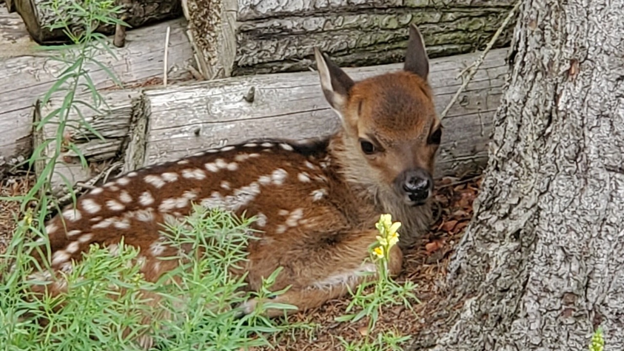 Photo of Outdoor in La Petite-Pierre