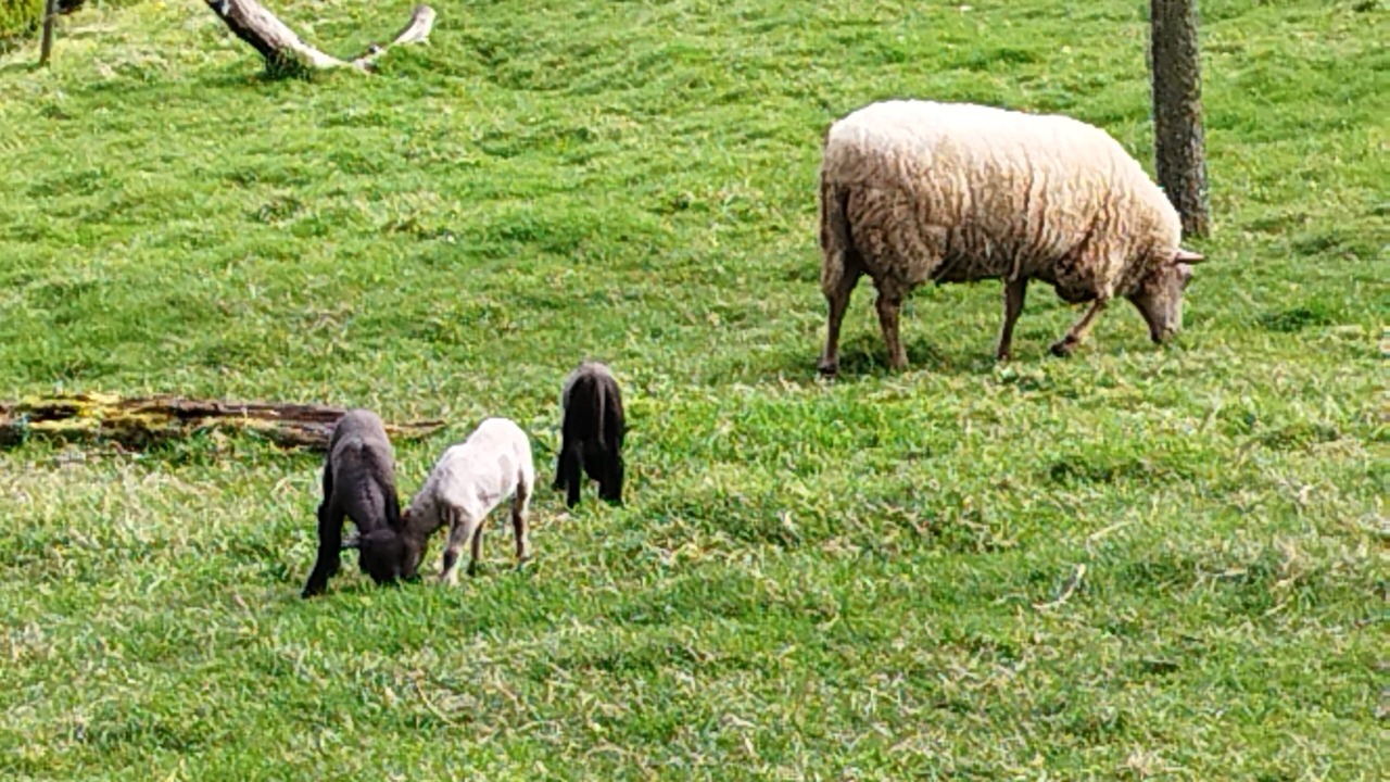 Photo of Outdoor in Villedieu-les-Poeles