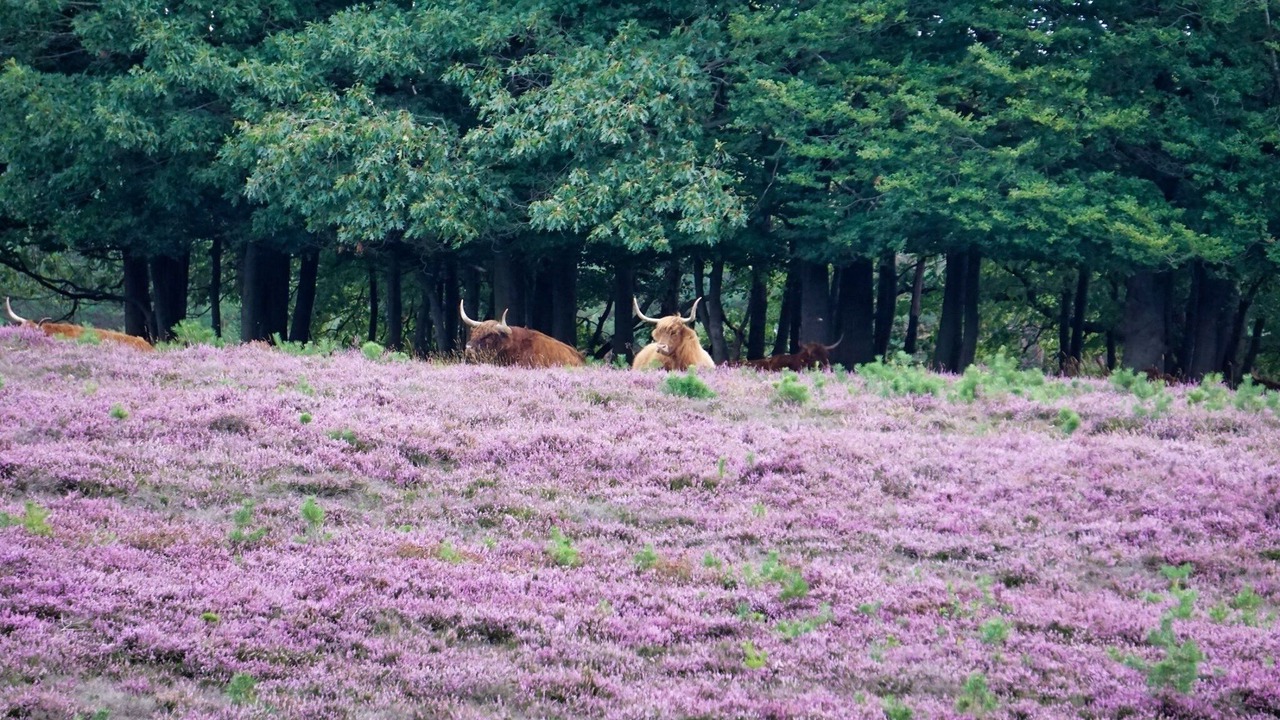 Photo of Outdoor in Hattemerbroek
