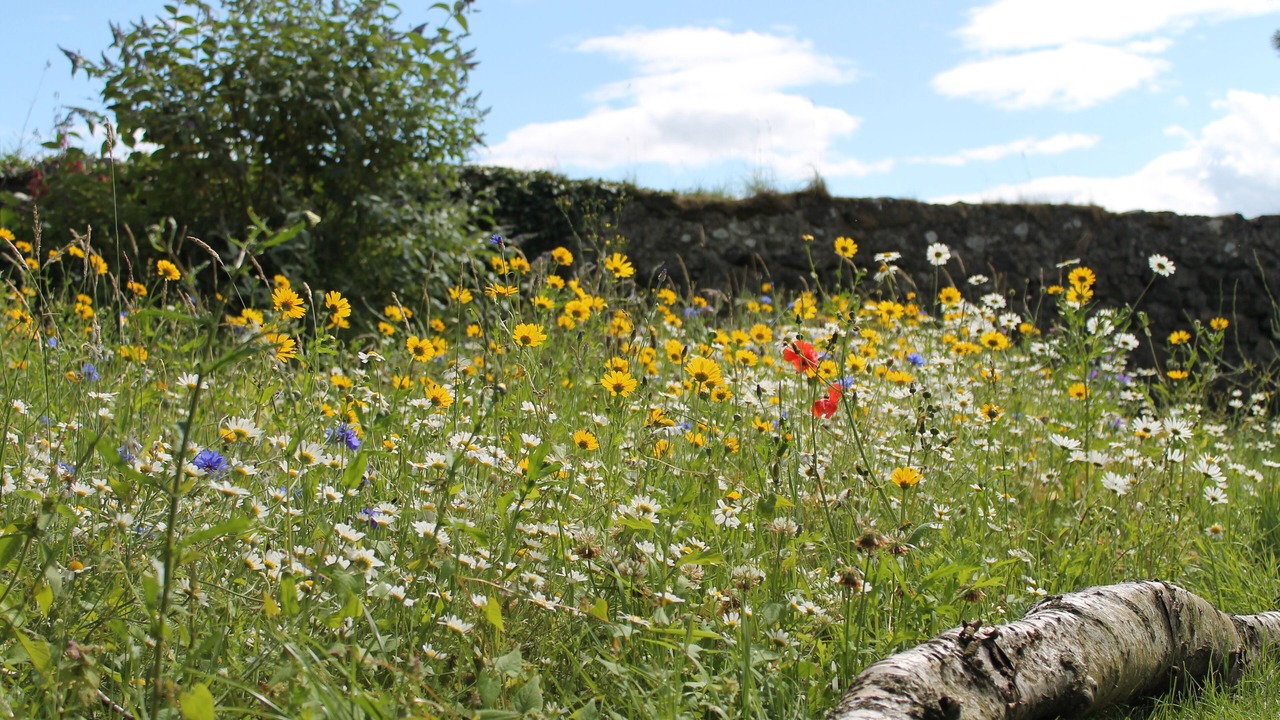Photo of Outdoor in Boyndie