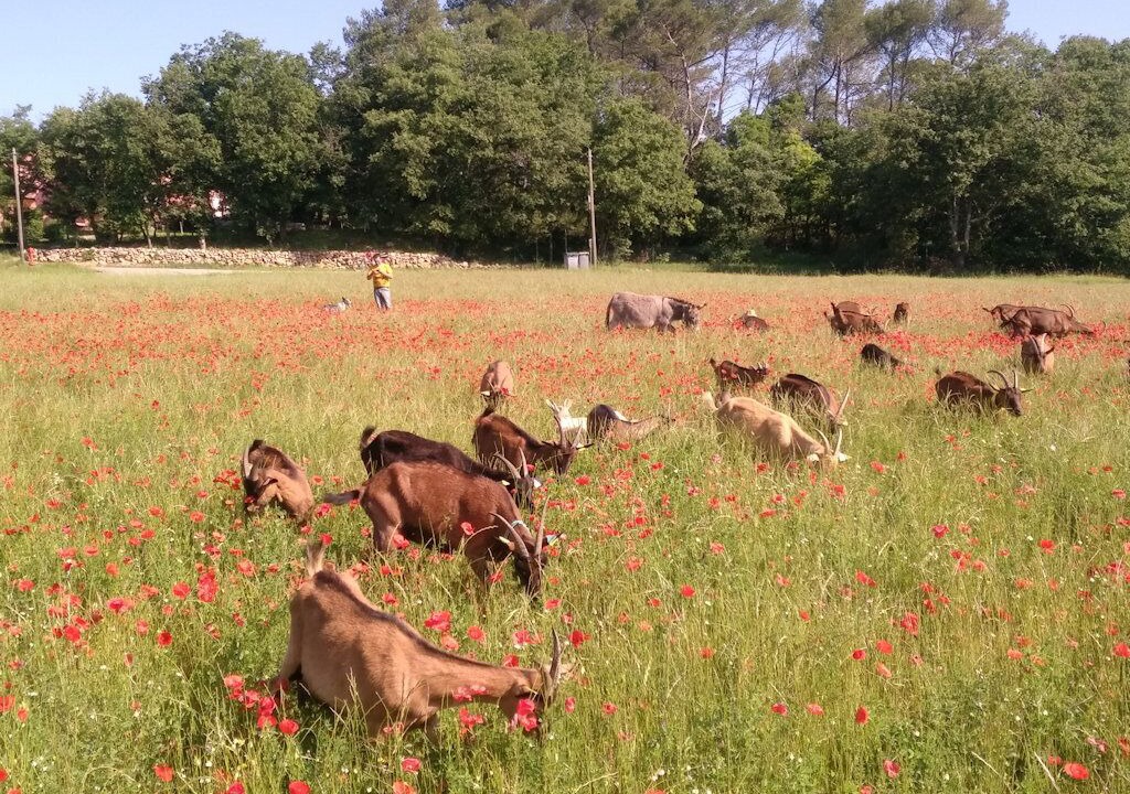 Photo of Outdoor in Saint-Maximin-la-Sainte-Baume