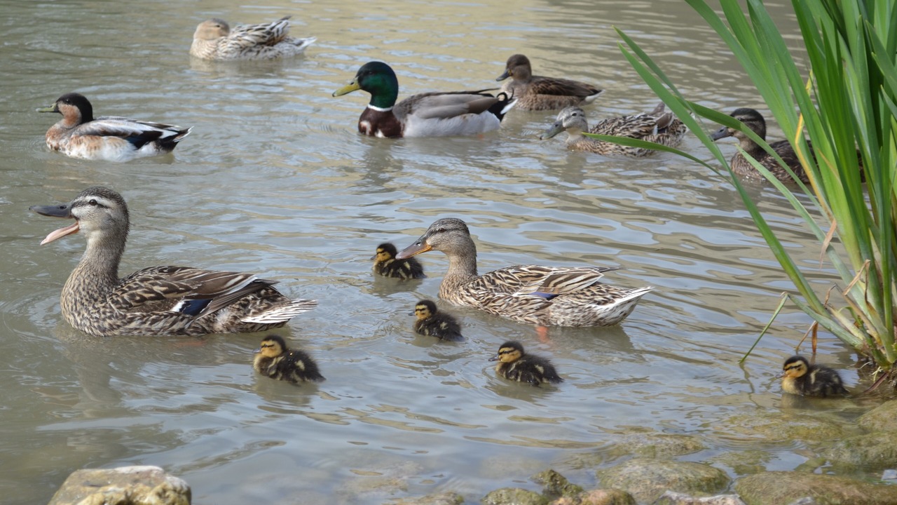 Photo of Others in Capestang