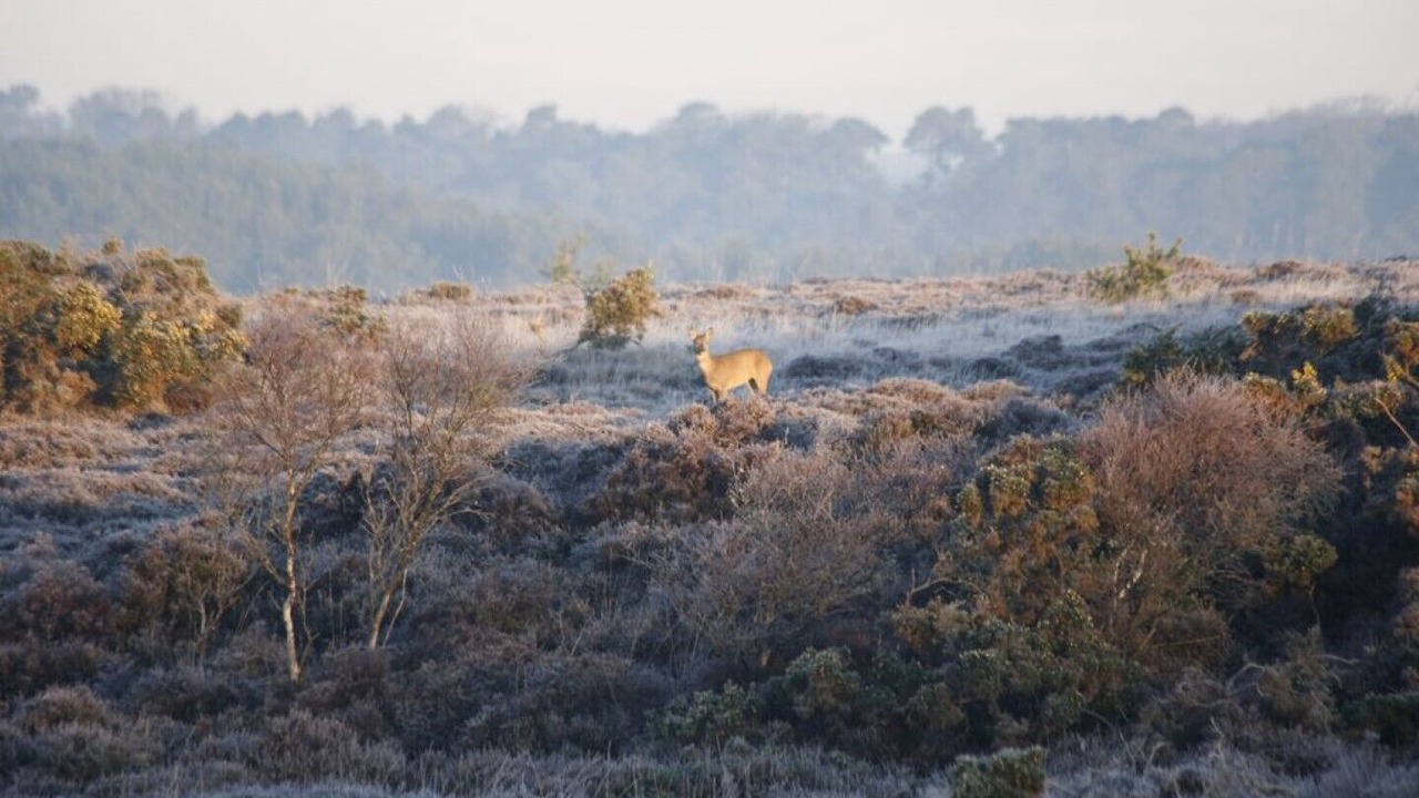 Photo of Others in East Knighton