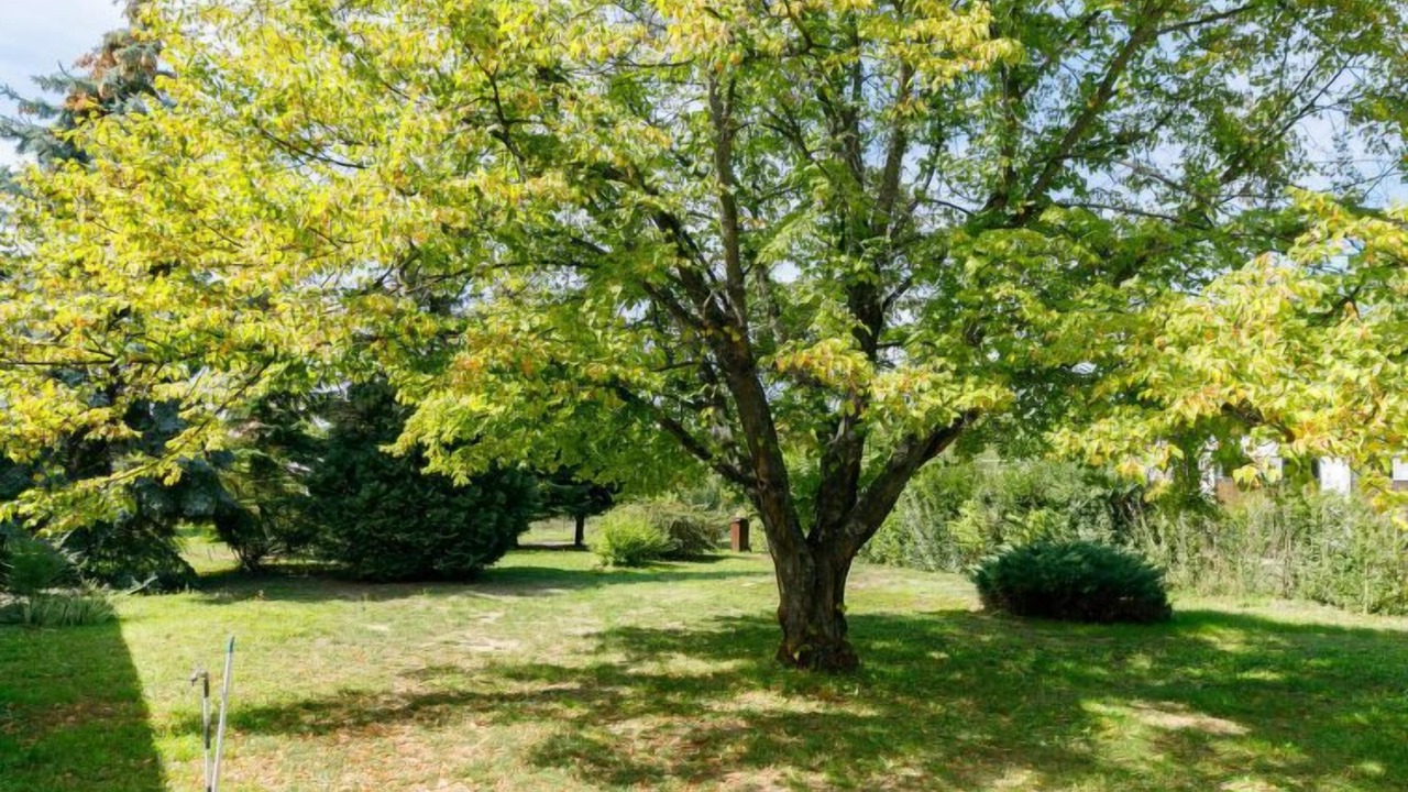 Photo of Outdoor in Balatonboglar