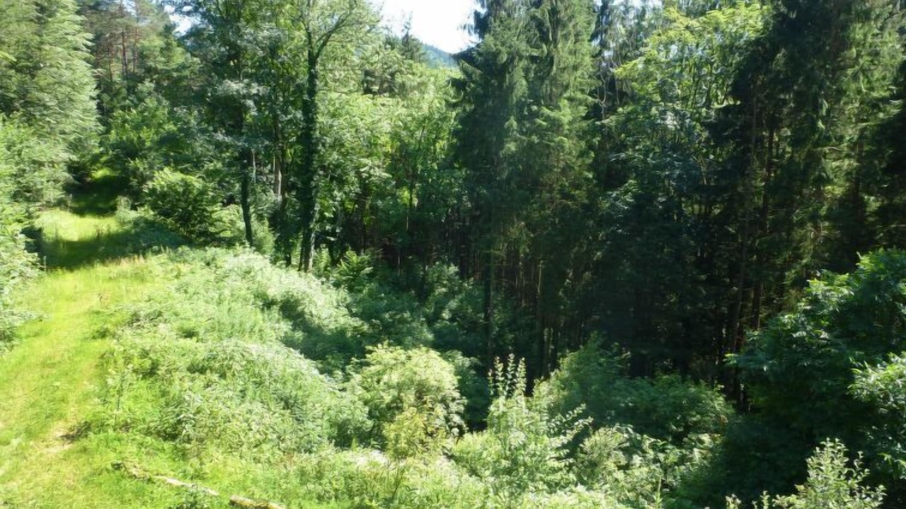 Photo of Others in Wolfach