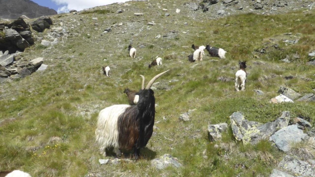 Photo of Outdoor in Saas Almagell