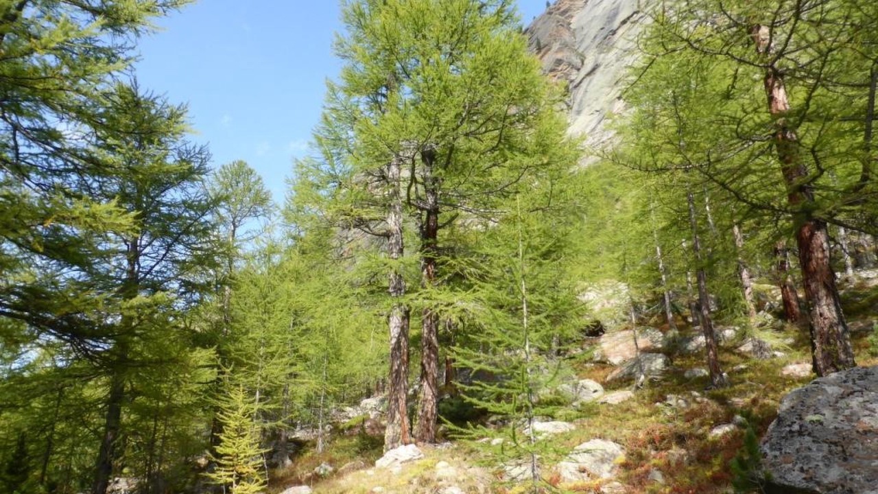 Photo of Outdoor in Saas Almagell