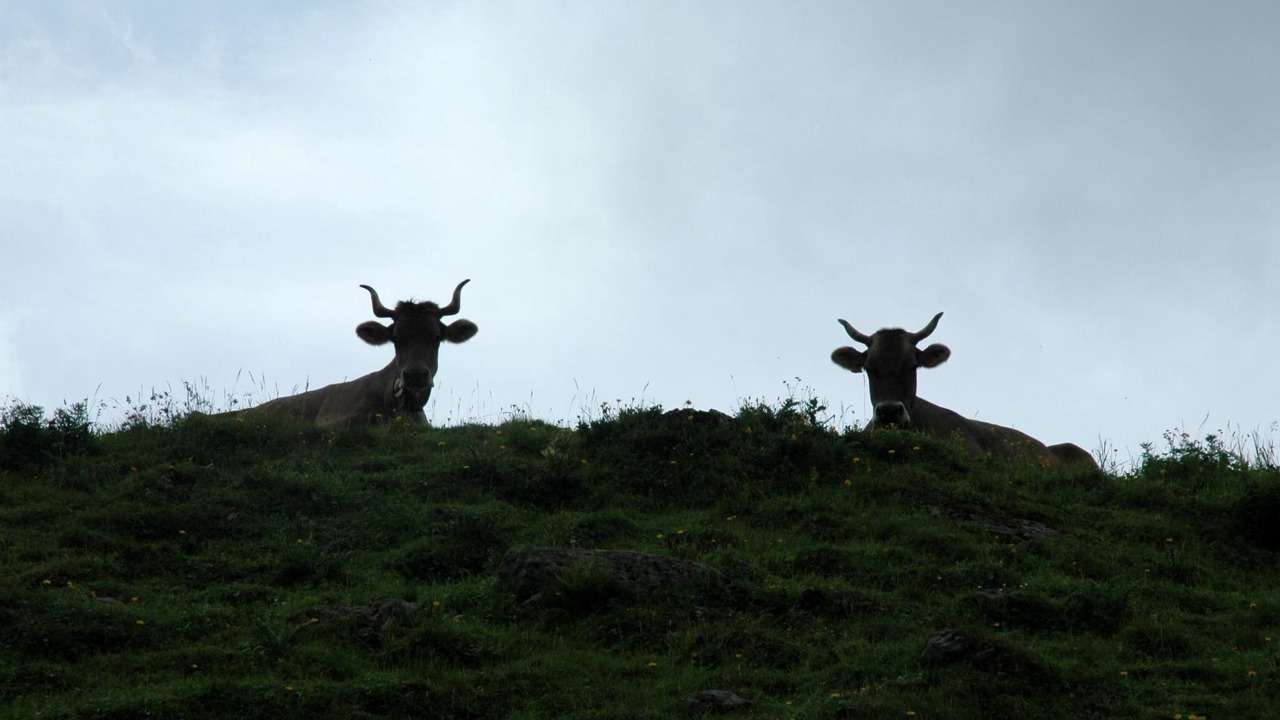 Photo of Others in Adelboden