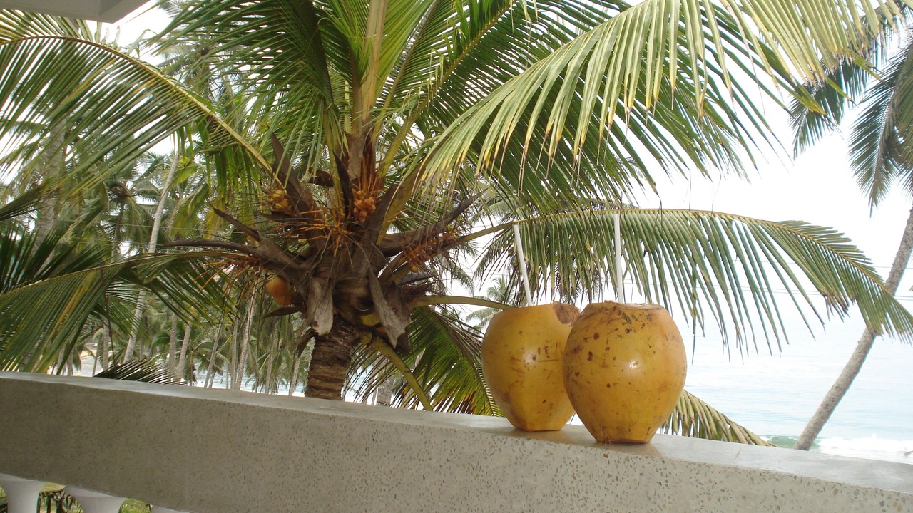 Photo of Outdoor in Thiruvananthapuram