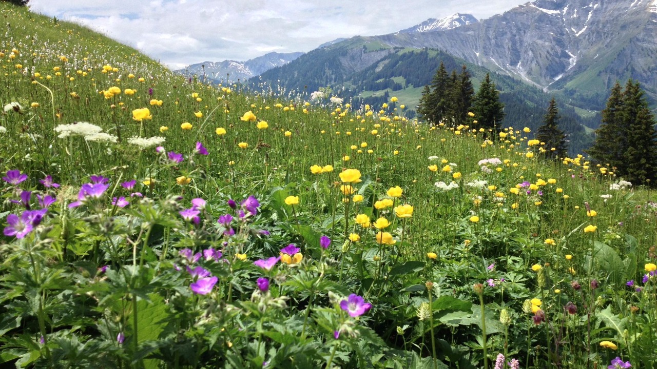 Photo of Others in Adelboden