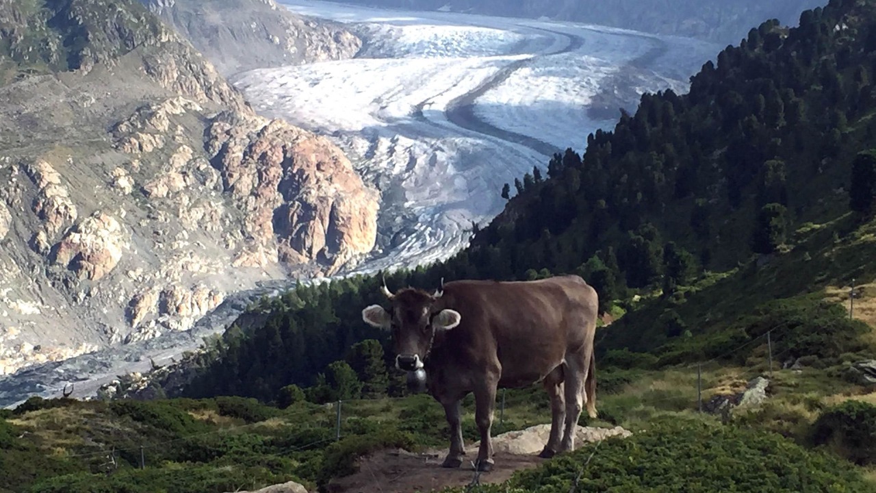 Photo of Others in Riederalp