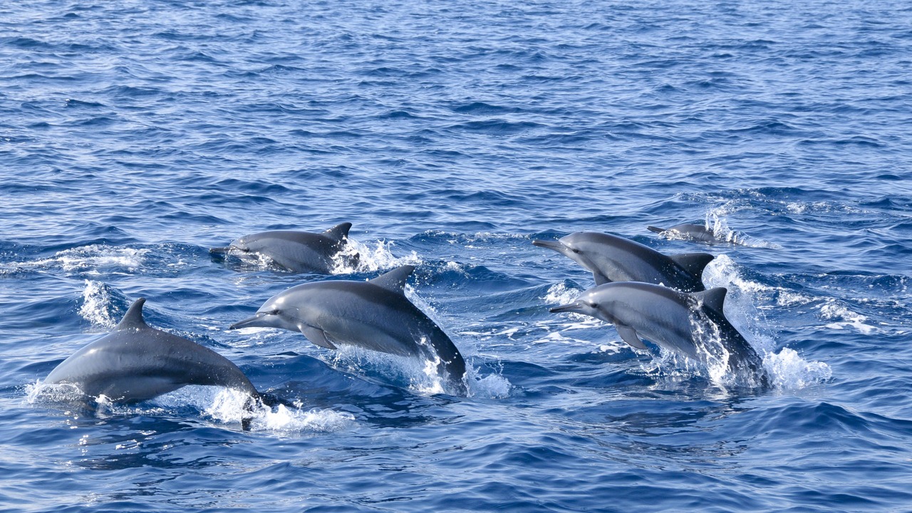 Photo of Others in Trincomalee