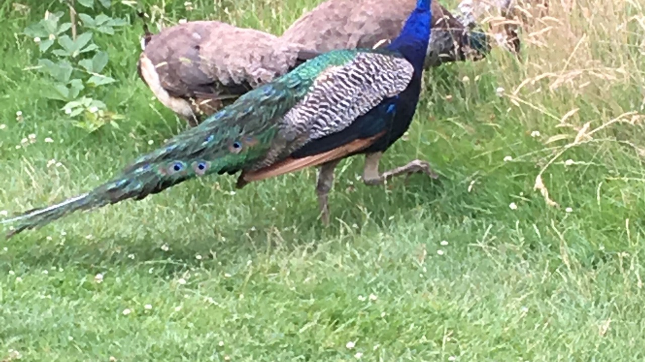 Photo of Outdoor in Abbess Roding