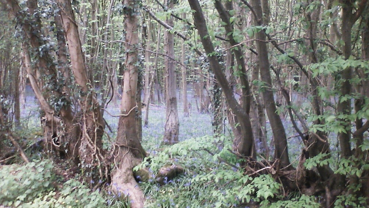 Photo of Outdoor in Abbess Roding