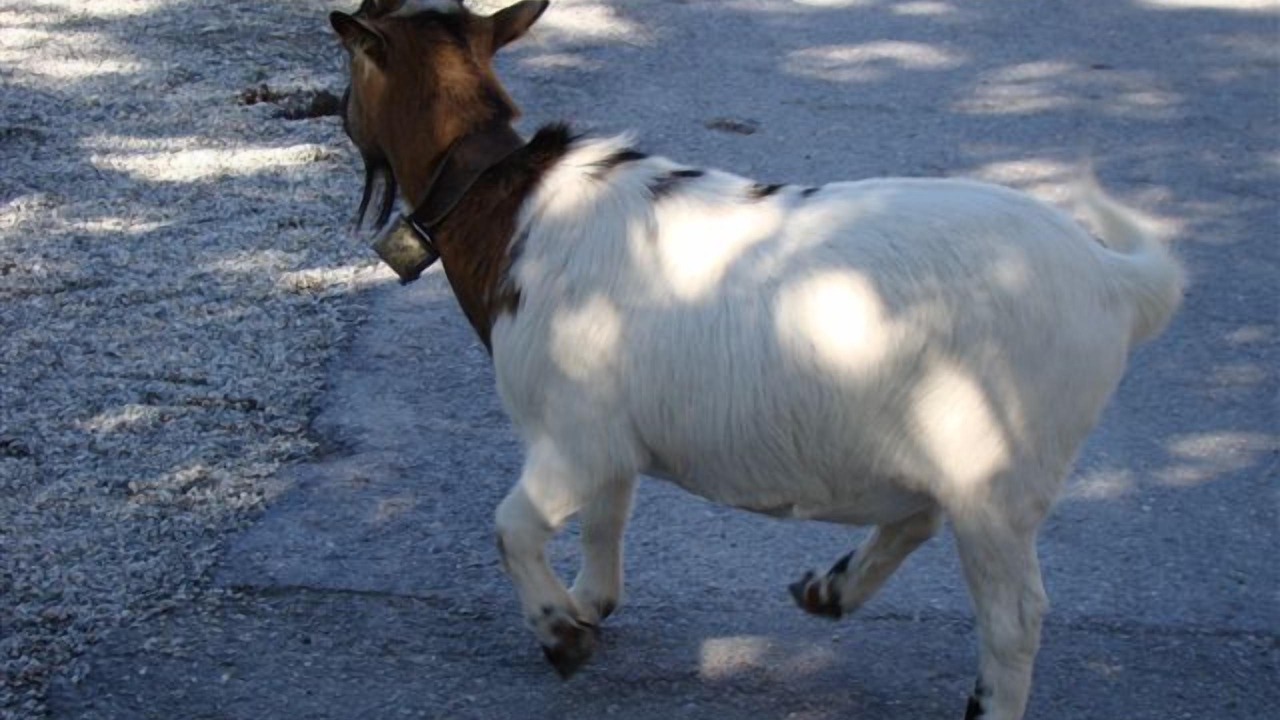 Photo of Others in Graechen