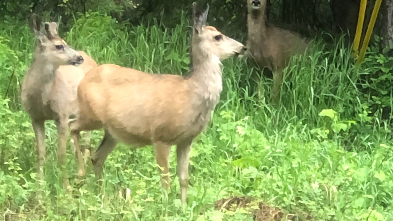 Photo of Others in McCall