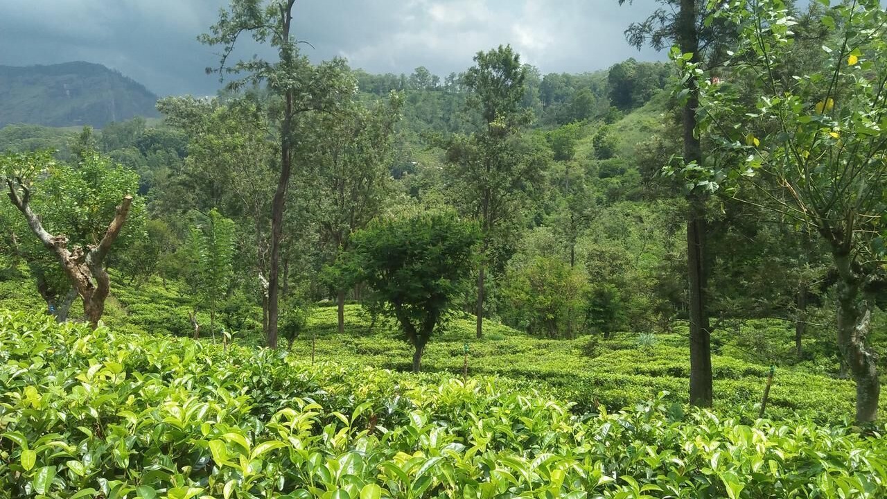 Photo of Outdoor in Ambagollapathana
