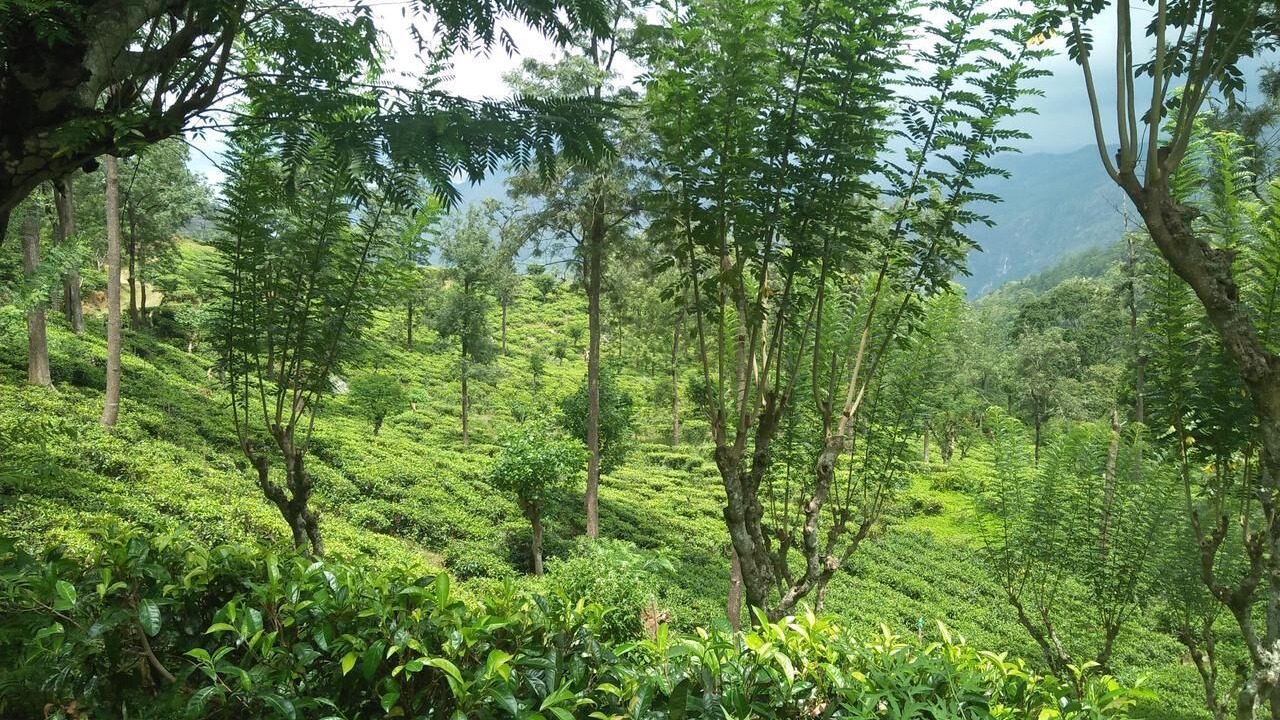 Photo of Outdoor in Ambagollapathana