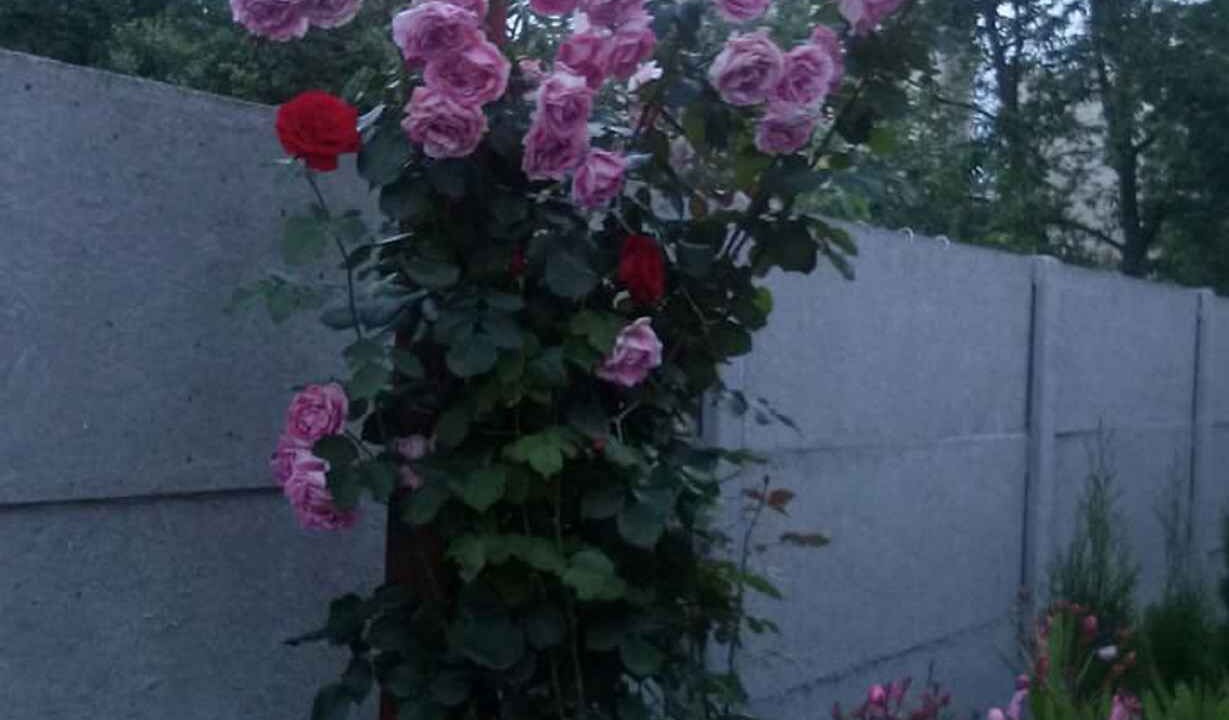 Photo of Outdoor in Keszthely