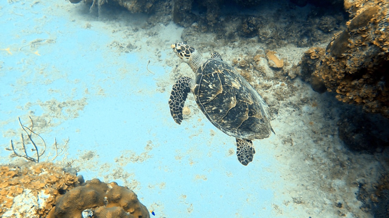 Photo of Others in Cane Bay