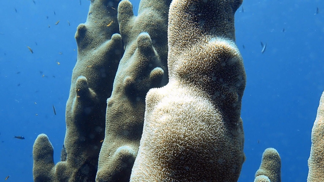 Photo of Outdoor in Cane Bay