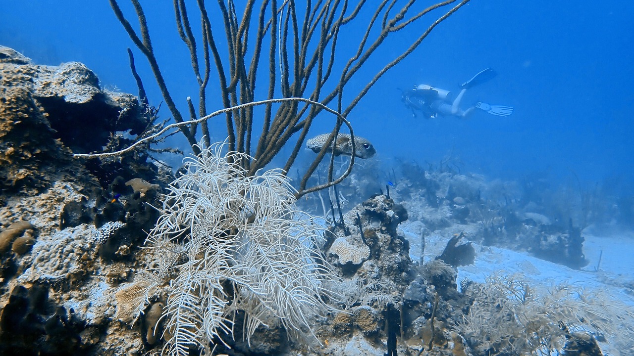 Photo of Others in Cane Bay