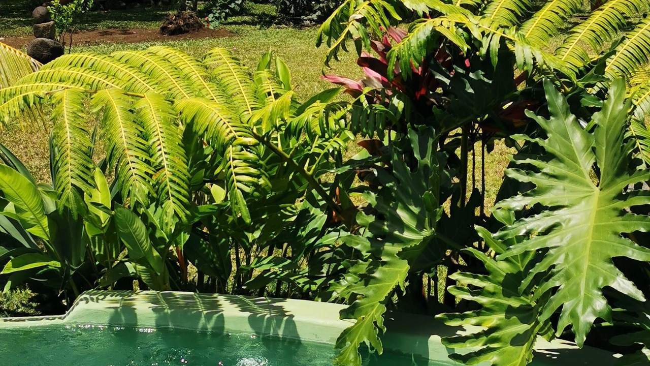 Photo of Outdoor in Taravao