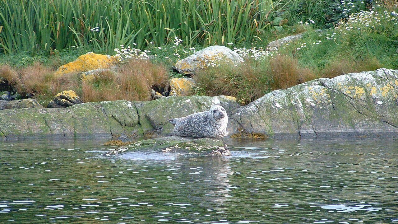 Photo of Others in Gigha