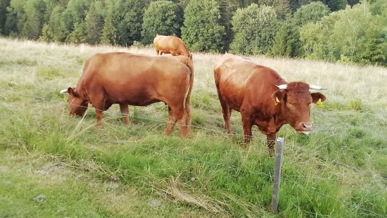 Photo of Outdoor in Wittenschwand