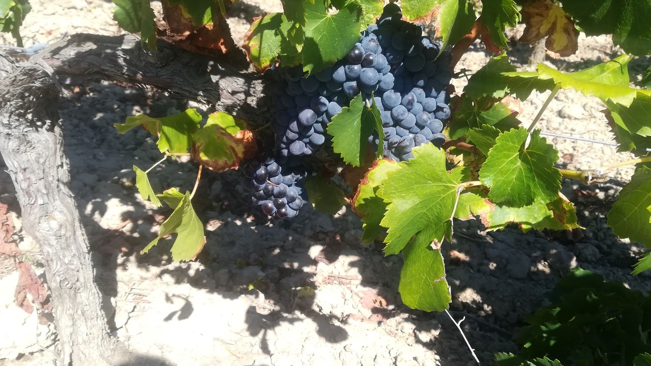 Photo of Outdoor in Laure-Minervois