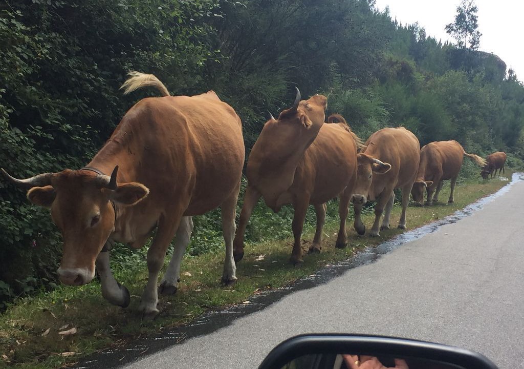 Photo of Outdoor in Soajo