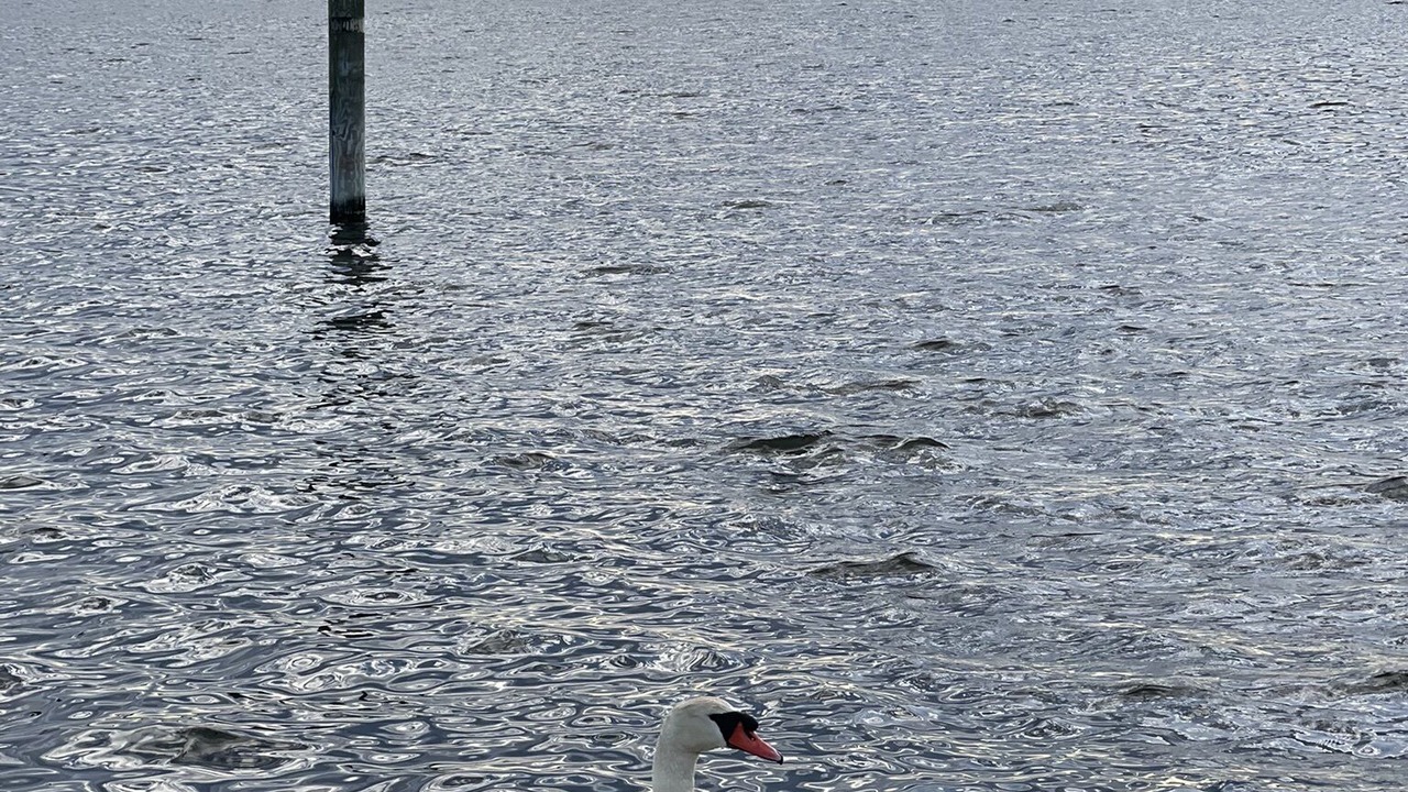 Photo of Others in Center Moriches