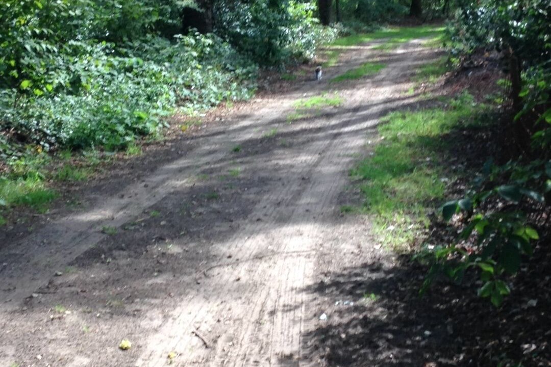 Photo of Outdoor in IJhorst