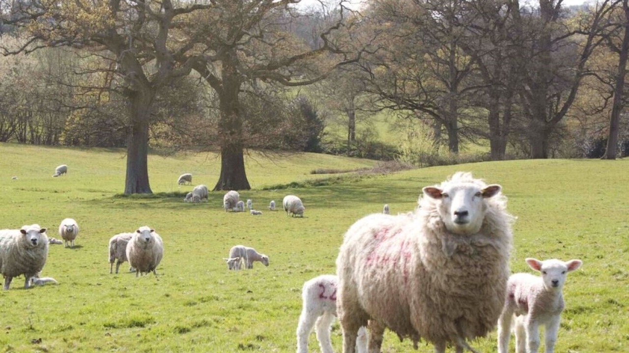 Photo of Others in Benenden