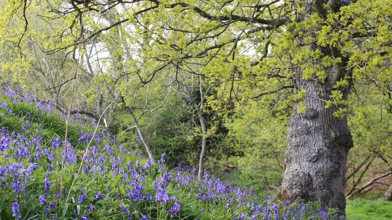Photo of Others in Benenden