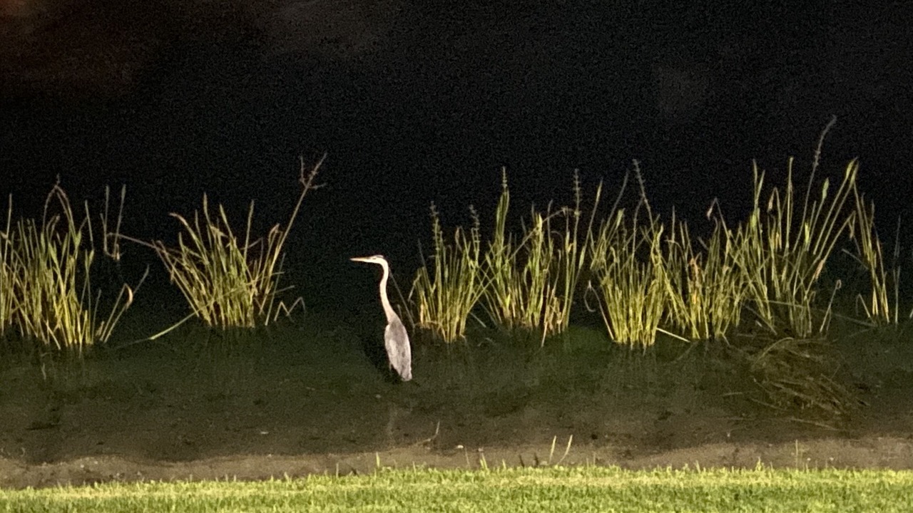 Photo of Outdoor in Sarasota