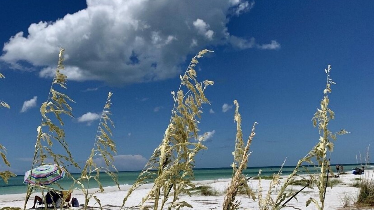 Photo of Others in Sarasota