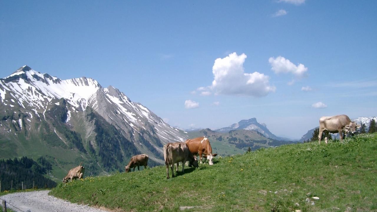 Photo of Others in Giswil