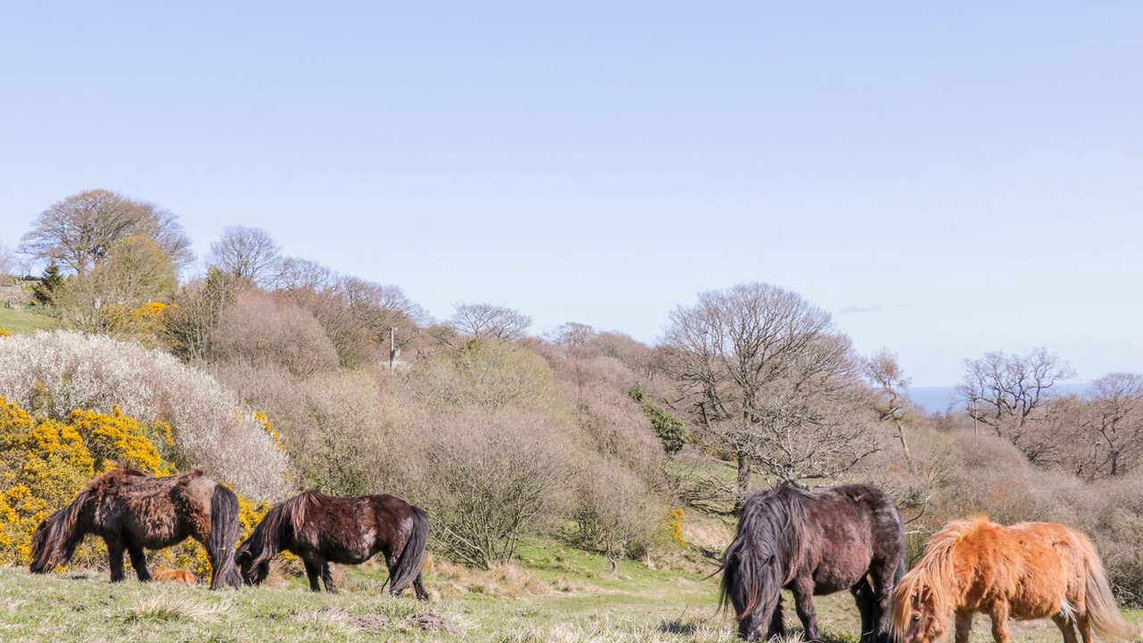 Photo of Outdoor in Staintondale