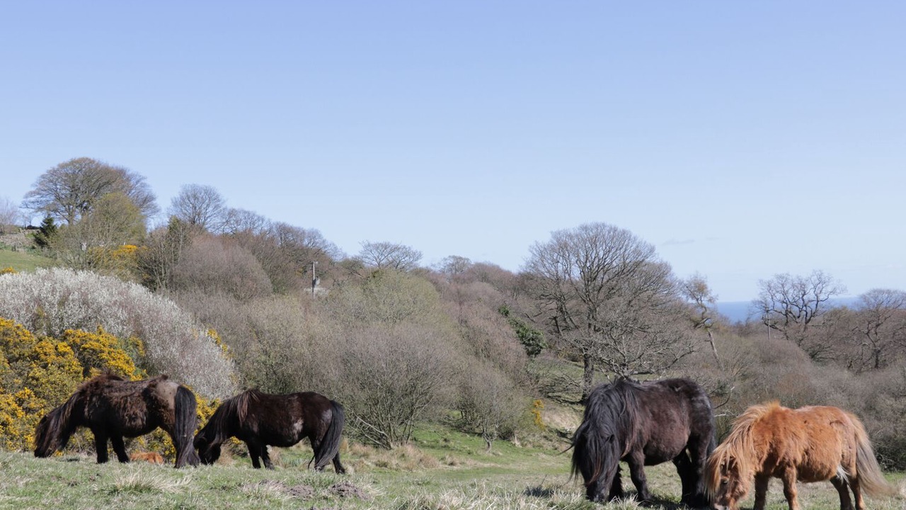 Photo of Outdoor in Staintondale