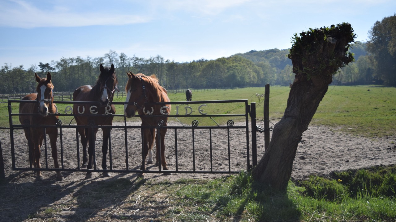 Photo of Outdoor in Warmenhuizen