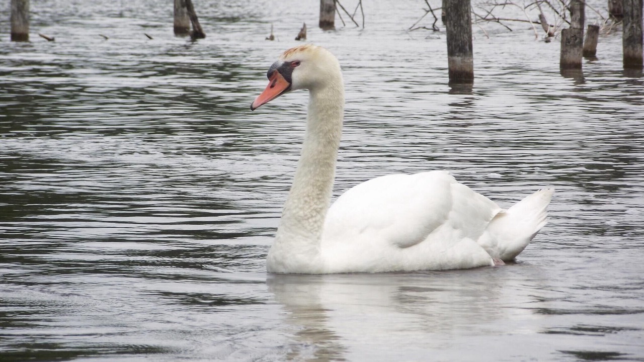 Photo of Others in Municipality of Stichtse Vecht
